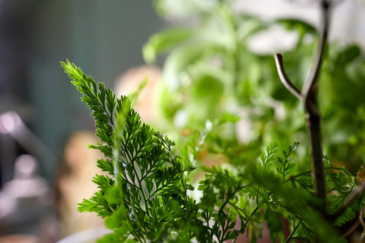 Best Herbs to Grow in Your Kitchen Garden