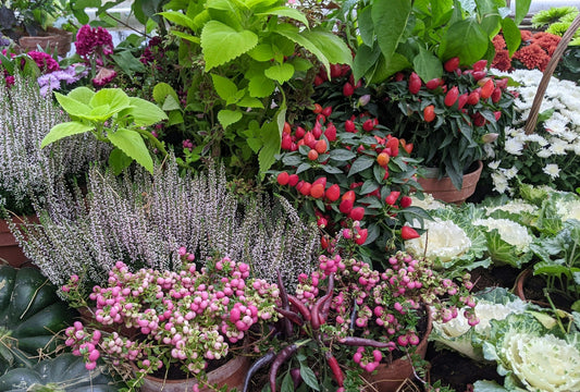 How to Attract Beneficial Insects to Your Garden