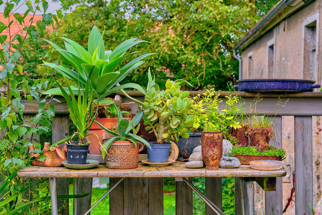 Top 10 Low-Maintenance Plants and Tools to Transform Your Garden
