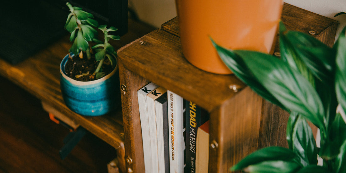 Beginner’s Guide to Indoor Gardening: What You Really Need