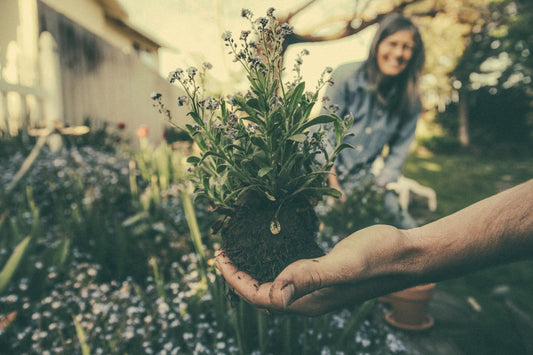 Transform your outdoor space in 2025 with these 8 stunning low-maintenance plants. Discover colorful blooms, lush greenery, and year-round beauty. Perfect for busy gardeners—shop now for plants that thrive effortlessly.