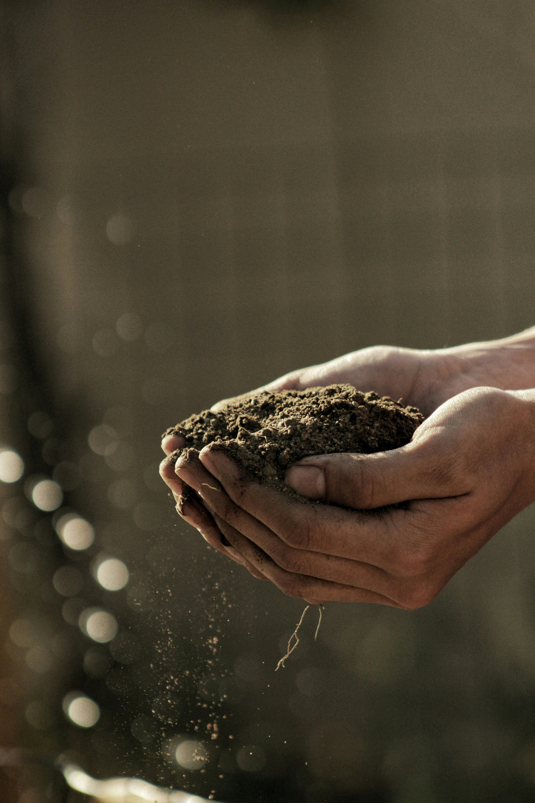 How to Choose the Right Soil for Your Plants