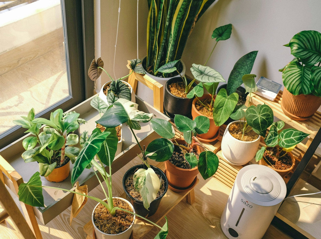 Year-Round Indoor Plants That Thrive With Minimal Care