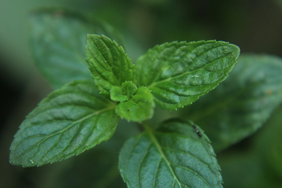 Beginner’s Guide to Indoor Gardening: What You Really Need