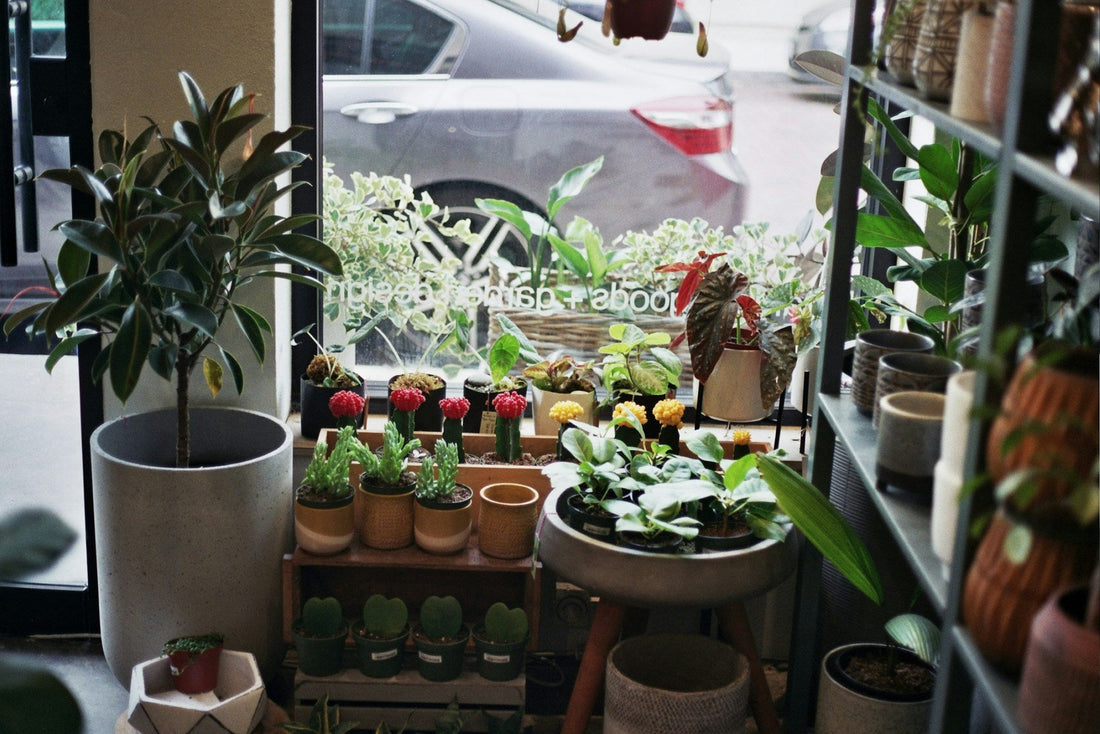 🪴 How to Create a Garden Sanctuary with Items from Your Local Garden Shop