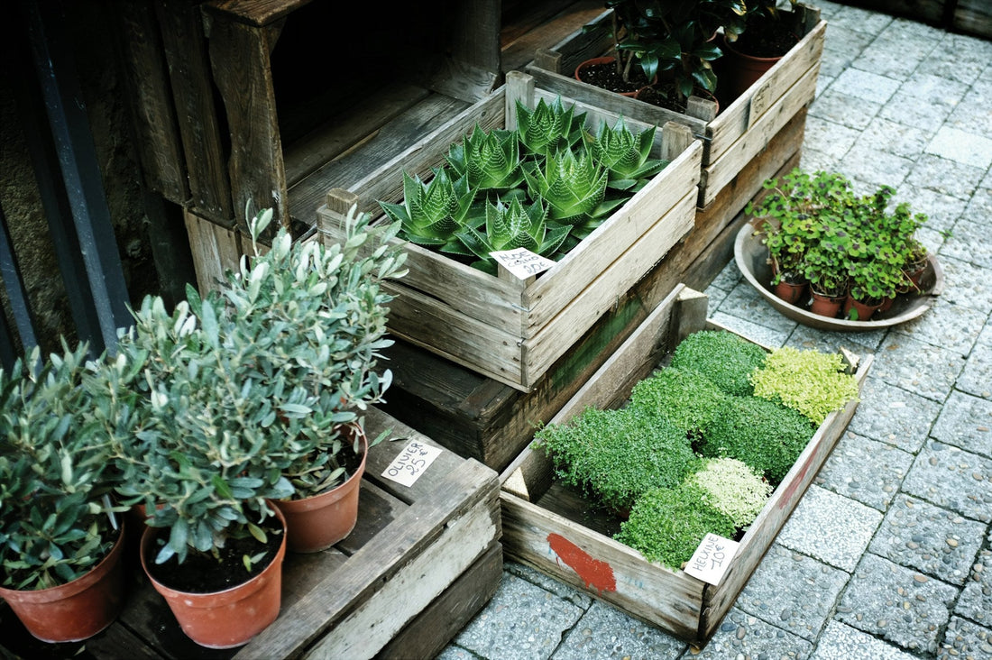 Small Space Garden Solutions: Maximize Greenery on Your Balcony or Patio