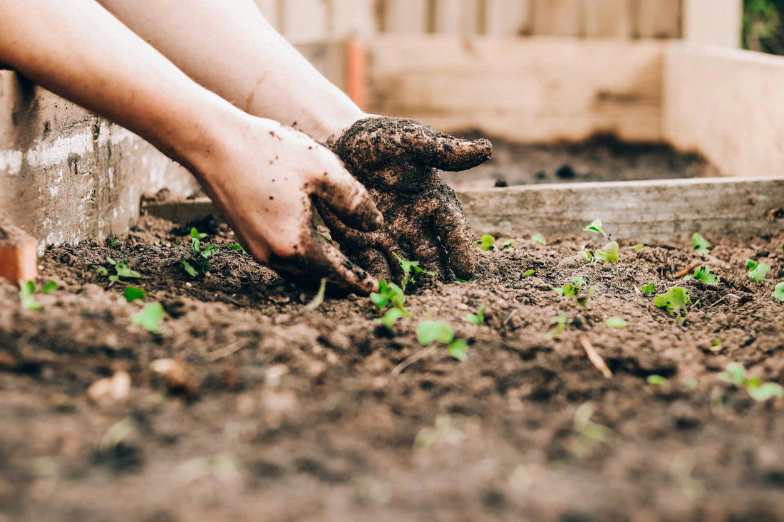 Small Garden, Big Impact: Easy Ways to Refresh Your Outdoor Space