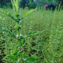 Gypsywort (Bugleweed) Extract 50 ml (1.7 fl oz.) Glas Bottle, Innovations, Dropper Included+ Atomizer Free