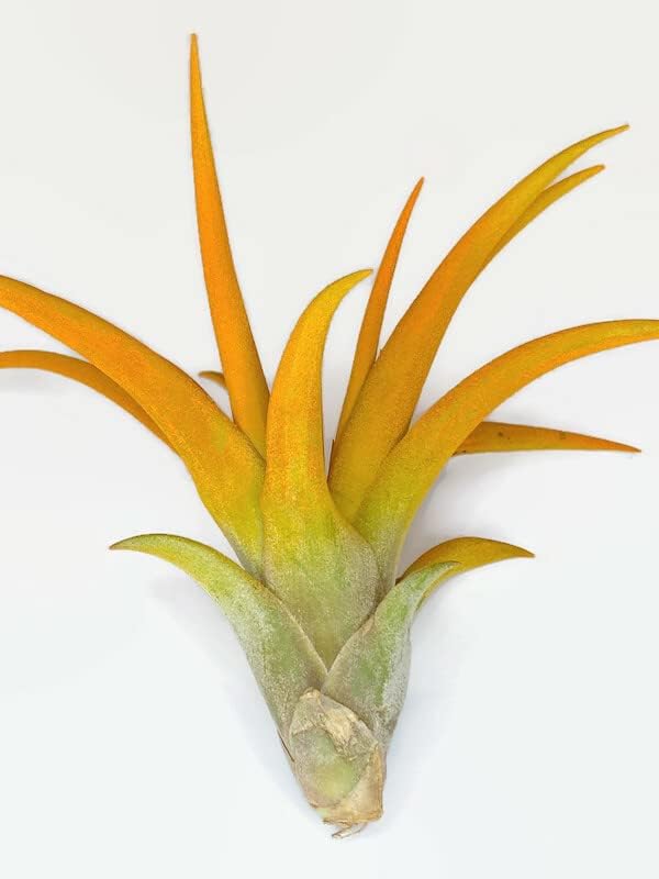 Colored Capitata Air Plant, Tillandsia, Airplant, Air Purification, House Plant, Home Decor & Gift, Live Plant (Orange)