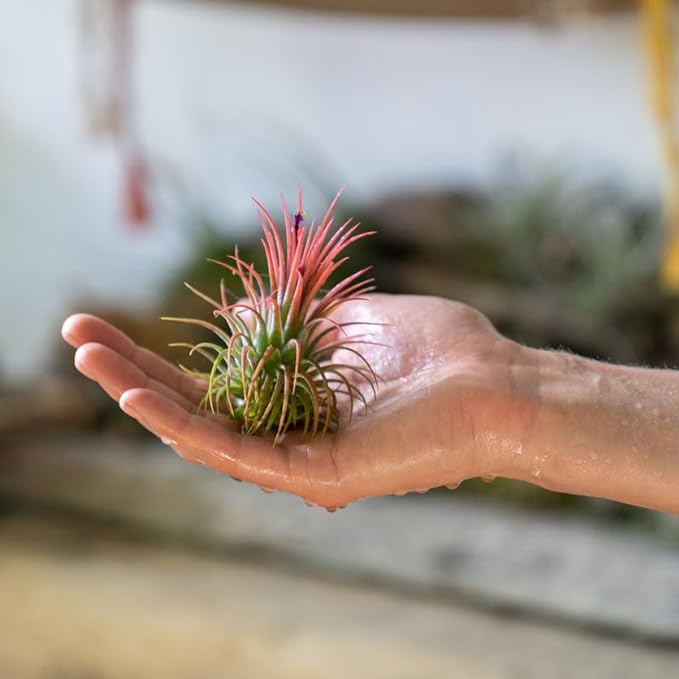 Shop Succulents Ionantha Tillandsia Air Plants, Assorted Mini Live Indoor Plants for Home Decor & Gifts, Low Maintenance, Natural Air Purifier, Hanging Plants, Favors, Terrarium Plants, Pack of 12