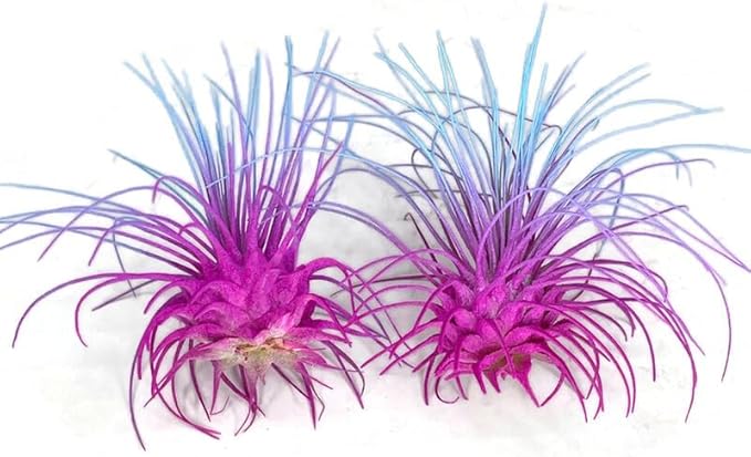 Thin Air Plant, Guatemala Tillandsia Live Airplant, Healthy Arrival Guaranteed, Great Indoor Plant, Home Decor & Gift (2 Rainbow #2)