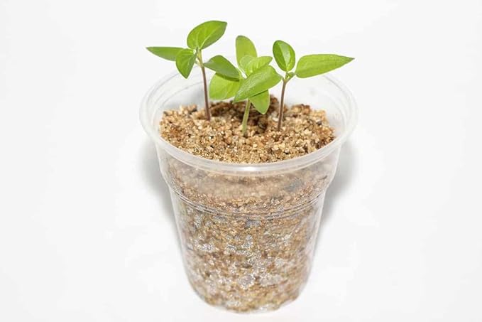 Horticultural Organic Vermiculite - Medium Grade - Natural Soil Additive for Potted Plants - Orchids - Hydroponics - Terrariums (5 Quart)