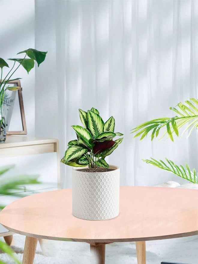 Docrin Ceramic Planters Indoor: 8 Inch Plant Pot with Drainage Holes for Home/Office - White Honeycomb