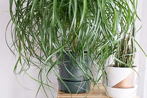 Ponytail Palm - 3 Live Plants in 6 Inch Growers Pots - Beaucarnea Recurvata - Beautiful Clean Air Indoor Succulent Houseplant
