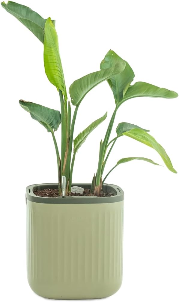 Vego garden Self Watering Pots Home Planters with Water Gauge for Effortless Indoor Plants Sage Green