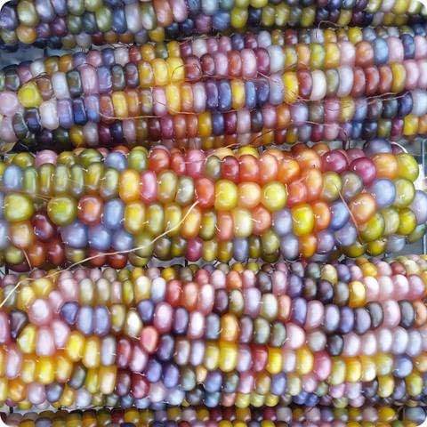 100 Glass Gem Corn Seeds Non-GMO Popcorn Delicious Jewel-Toned Glass-Like Kernels Grown in USA Rare Ornamental and Edible HARLEY SEEDS