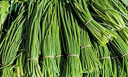 Common Chives Seeds for Planting, 1000+ Heirloom Seeds Per Packet, (Isla's Garden Seeds), Non GMO Seeds, Botanical Name: Allium tuberosum, Great Herb Garden Gift