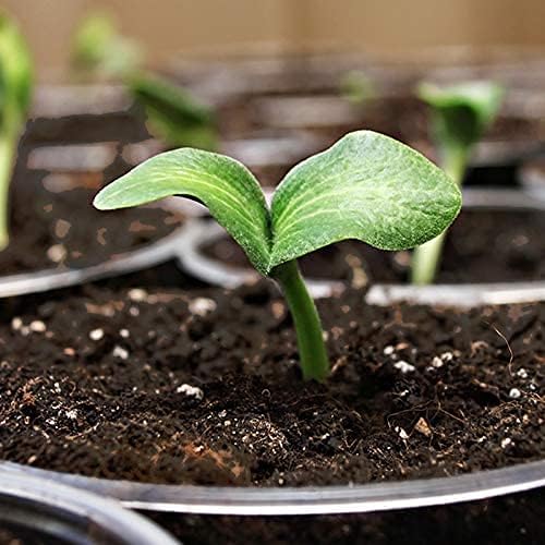 (16qt) Sprout Island Blend, Organic & Natural Seed Starter for Seed Germination & Root Plant Cuttings