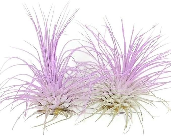 Thin Air Plant, Guatemala Tillandsia Live Airplant, Healthy Arrival Guaranteed, Great Indoor Plant, Home Decor & Gift (2 Lavender)