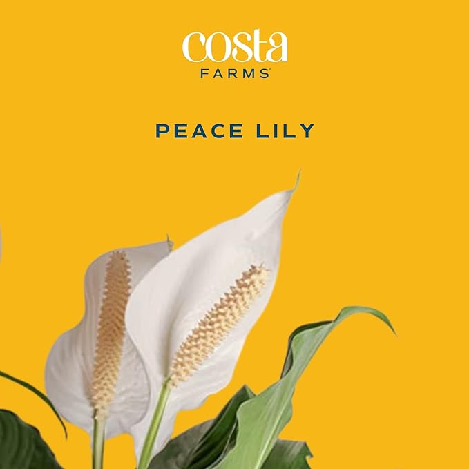 Costa Farms Peace Lily, Live Indoor Plant with Flowers, Easy to Grow Houseplant in Decorative Pot, Potting Soil, 1 Foot Tall| Valentines Day Gift | Valentines Day Decoration