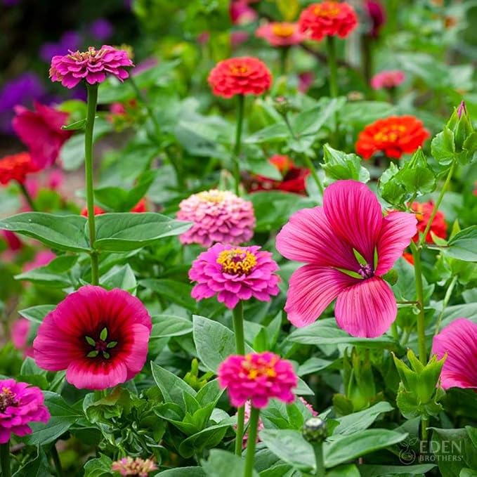 Eden Brothers Cupid's Flower Seed Mixed Seeds for Planting, 1 lb, 480,000+ Seeds with Malop Vulcan, Zinnia | Attracts Pollinators, Plant in Spring, Zones 2, 3, 4, 5, 6, 7, 8, 9, 10
