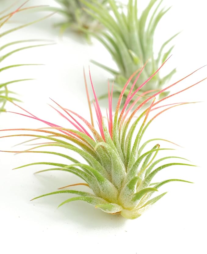 Shop Succulents Ionantha Tillandsia Air Plants, Assorted Mini Live Indoor Plants for Home Decor & Gifts, Low Maintenance, Natural Air Purifier, Hanging Plants, Favors, Terrarium Plants, Pack of 50