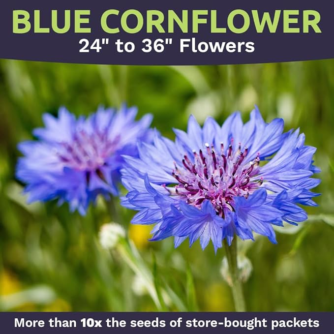 Blue Cornflower Seeds – Bachelor Buttons – Bulk Quarter Pound Bag – Over 20,000 Open Pollinated Non-GMO Wildflower Seeds – Centaurea cyanus