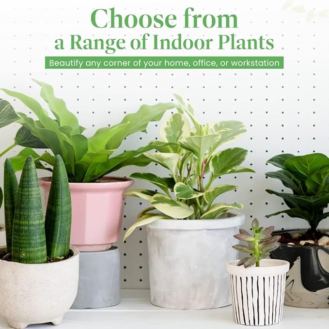 American Plant Exchange Calathea Makoyana, Stylish Pot Cover Included, 6-Inch Pot, Easy Care, Live Indoor Prayer Plant, Pet Safe, Tropical Houseplant for Home & Office Décor