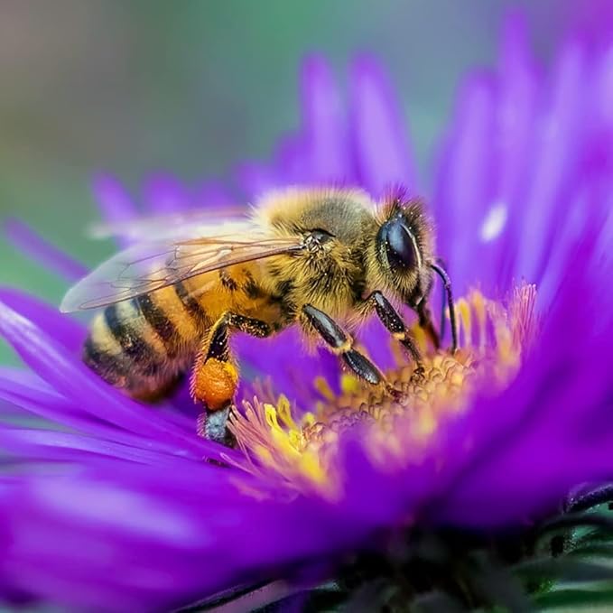 Bee and Butterfly Wildflower Seed Mix, Covers 325 Sq Ft, 16 Flower Varieties, Over 30,000 Seeds - Created By Nature