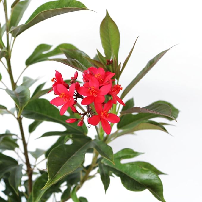 AMERICAN PLANT EXCHANGE Jatropha Bush, Red Flowering Privacy Hedge, 10-Inch Pot, Attracts Pollinators, Tropical Evergreen Shrub, Live Plant for Home Landscape & Garden