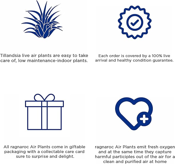 Live Air Plants - Tillandsia Concolor, Jumbo 6-8" - 1ct - Live Arrival Guaranteed - House Plants for Home Decor & Gift