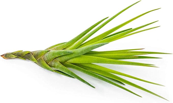 Tillandsia Air Plants Live Indoor Plants (50 Pack), Air Plants Bulk Party Favors or Wedding Favors Live Plants, Air Plant Lover Gifts, DIY Terrarium Kit, Air Succulents Plants Live by Plants for Pets