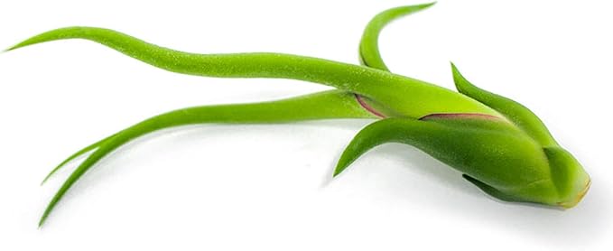 Tillandsia Air Plants Live Indoor Plants (50 Pack), Air Plants Bulk Party Favors or Wedding Favors Live Plants, Air Plant Lover Gifts, DIY Terrarium Kit, Air Succulents Plants Live by Plants for Pets