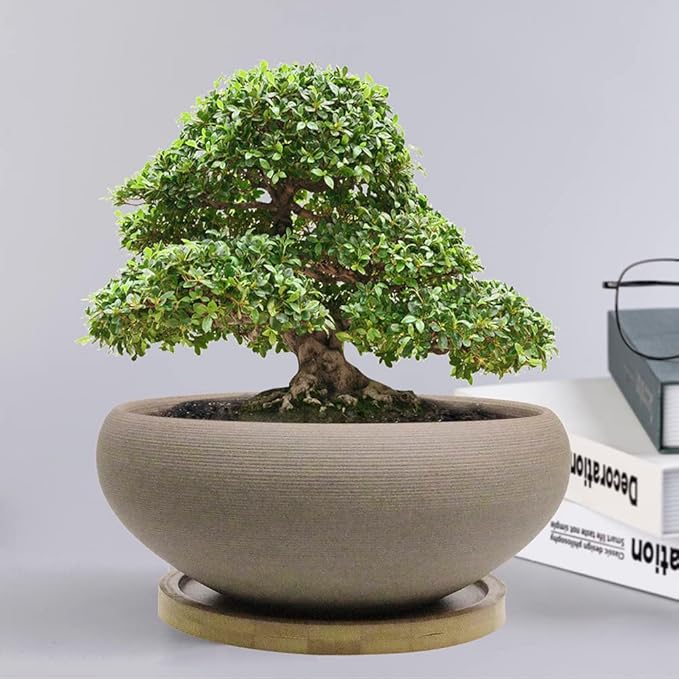 MUZHI Round Unglazed Ceramic Bonsai Pot with Bamboo Tray, Large Rough Pottery Succulent Planter with Drainage Hole 8 inch …