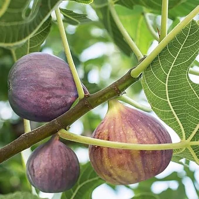 1 Gallon Fig Black Mission Shrub
