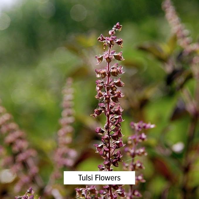 Banyan Botanicals Tulsi Powder, 1 Pound