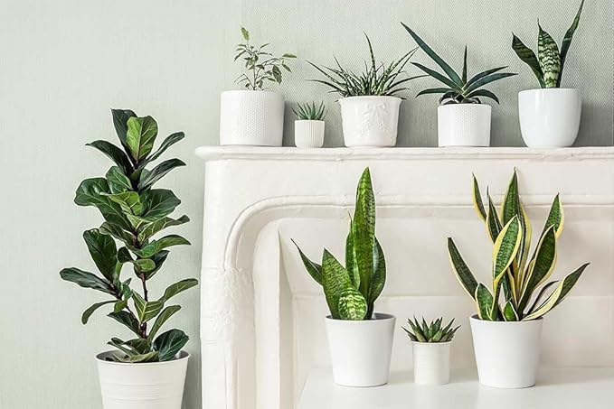 American Plant Exchange Snake Plants, Green & Yellow Sansevieria, Two Pack of 4-Inch Pots with Deco Covers, Live Indoor Houseplants, Easy to Care, Versatile Home, Office & Garden Décor