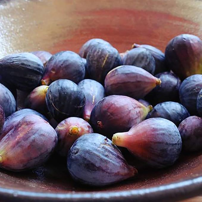 1 Gallon Fig Black Mission Shrub