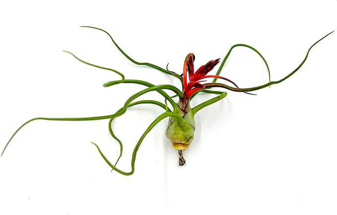 Air Plants - Flowering Tillandsia Bulbosa Belize, Giant 7-9" - 1ct - Live Arrival Guaranteed - House Plants for Home Decor & Gift