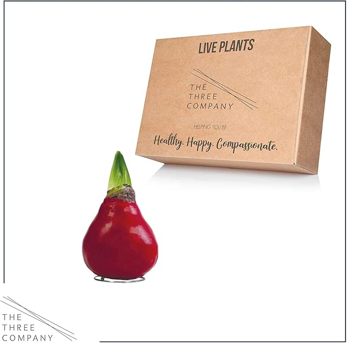 Waxed Amaryllis Bulb - Red - Easy Care, No Watering Needed - Beautiful Live Décor - Valentine's Day Special!