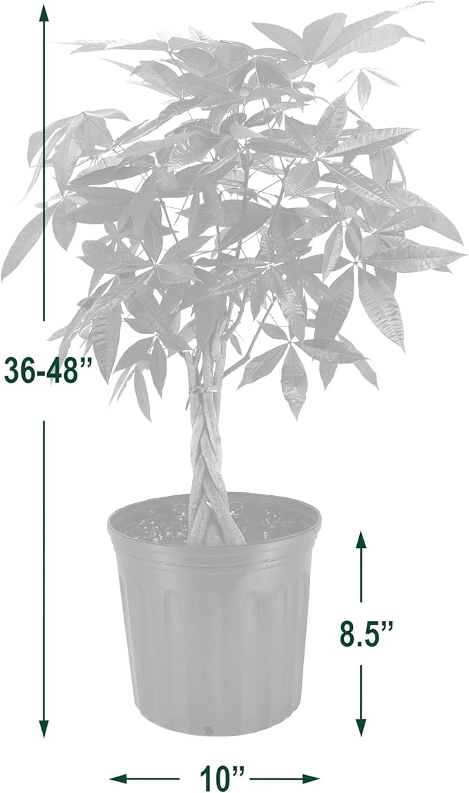 Money Tree Live Indoor Plant in 10 in. Plastic Grower Pot, Black *Sold by Amazon and Arcadia Garden Products*