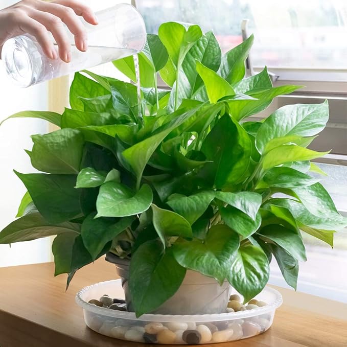 18 Pack Plant Saucers of 6 inch & 8 inch & 10 inch , Durable Plant Trays for Indoors Outdoors, Clear Plastic Flower Plant Pot Saucer, Made of Thicker, Stronger Plastic, with Taller Design (6"+8"+10")
