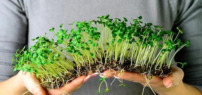 Hand-Blended Organic Microgreens Premium Potting Mix, Enriched with Canadian Peat Moss, Cococoir, Perlite, Worm Castings, and Lime - 2 Quart