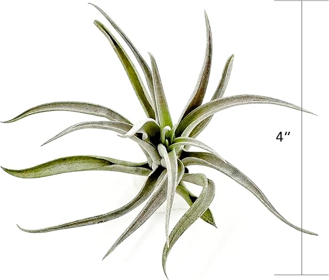 Air Plants - Flowering Tillandsia Harrisii, Large 3-5" - 1ct - Live Arrival Guaranteed - House Plants for Home Decor & Gift