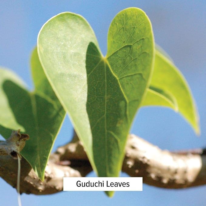 Banyan Botanicals Guduchi Powder – Organic 1/2 lb.