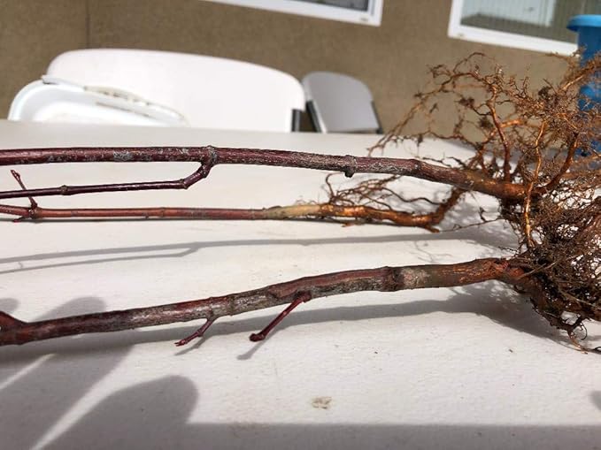 Japanese Red Maple Live Plants Shipped 1-2 Foot Tall