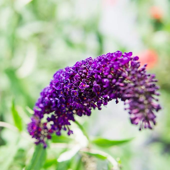 PERFECT PLANTS Black Knight Butterfly Shrub 3 Gallon | Live Bush for Outdoor Planting | Attracting Pollinators Like Butterflies, Bees, and Hummingbirds | Beautiful Dark Purple Flowers in Summer