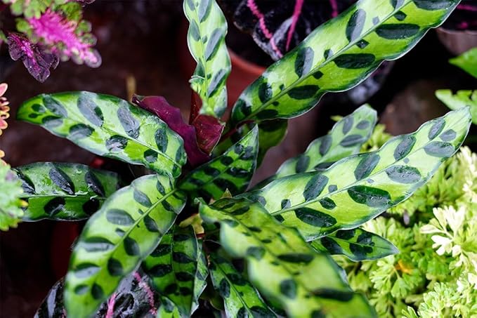 American Plant Exchange Calathea Rattlesnake, Lancifolia, Live Prayer Plant, Small 4-Inch Pot, Air-Purifying Indoor Houseplant, Tropical Home Décor