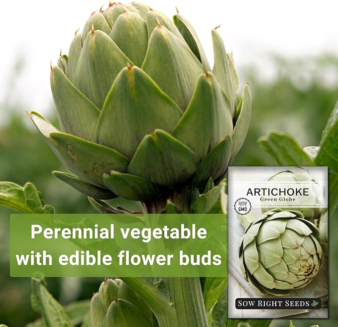 Sow Right Seeds - Artichoke Green Globe Seeds for Planting - Non-GMO Heirloom Packet with Instructions to Plant and Grow an Outdoor Home Vegetable Garden - Perennial - Tall with Edible Flower Buds (2)