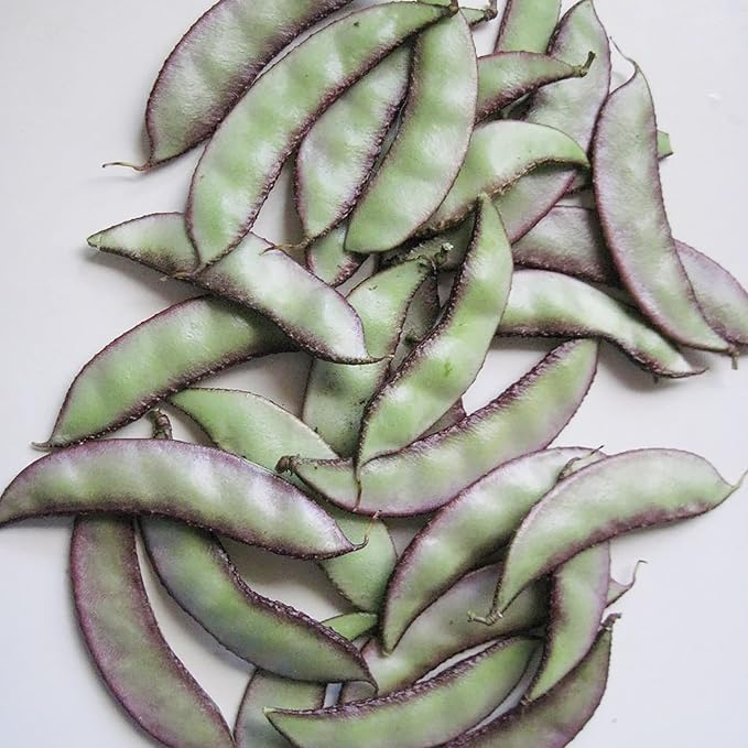 Hyacinth Bean Seeds Lablab Purpureus Vigorous, Fast-Growing Vine Plant Showy, Fragrant Flowers Edible Leaves, Pods Ornamental Plant Popular Choice for Trellises, Arbors, Fences 10Pcs by YEGAOL Garden